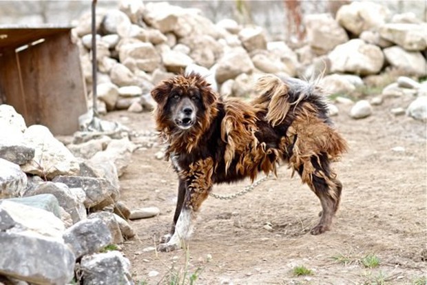 Bi kịch của Ngao Tây Tạng - từ thần khuyển triệu đô thành những con thú bị ruồng bỏ - Ảnh 5.