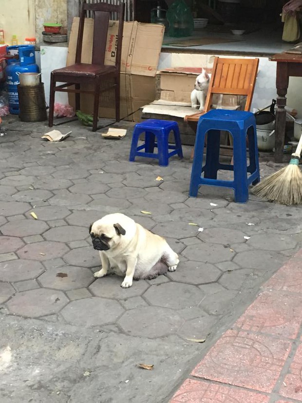 Chùm ảnh: Tết hết đã lâu nhưng đám boss tròn như quả bóng vẫn chưa trở về hình dạng cũ - Ảnh 4.