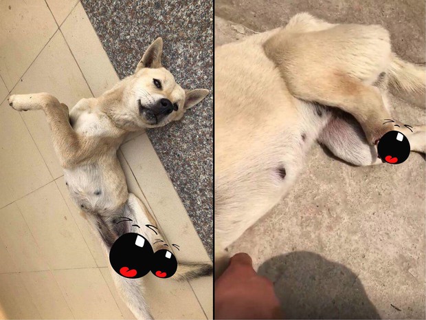 Nghị lực sống của Bằng: Chú chó nhỏ bị dính bẫy, tự dứt đứt chân để trở về nhà sau 20 ngày lưu lạc - Ảnh 2.