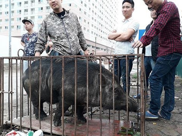 Chó săn và lợn rừng tử chiến: Hành động đầy phản cảm, gây nguy hiểm không thể chấp nhận - Ảnh 2.
