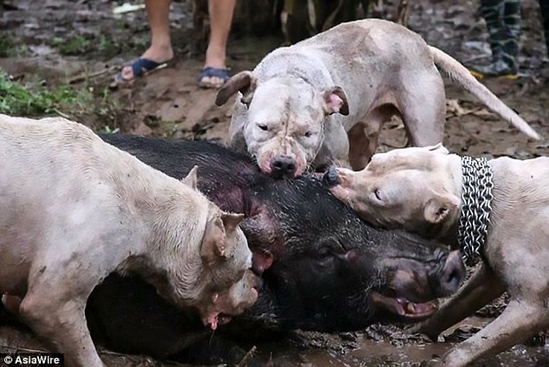 Sau chợ tiêu thụ thịt mèo ở thành phố HCM, vụ thả chó chiến cắn xé lợn rừng ở Việt Nam lên báo nước ngoài - Ảnh 2.