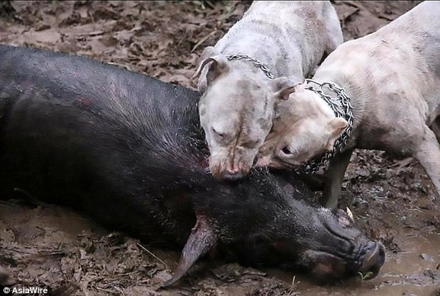 Sau chợ tiêu thụ thịt mèo ở thành phố HCM, vụ thả chó chiến cắn xé lợn rừng ở Việt Nam lên báo nước ngoài - Ảnh 4.