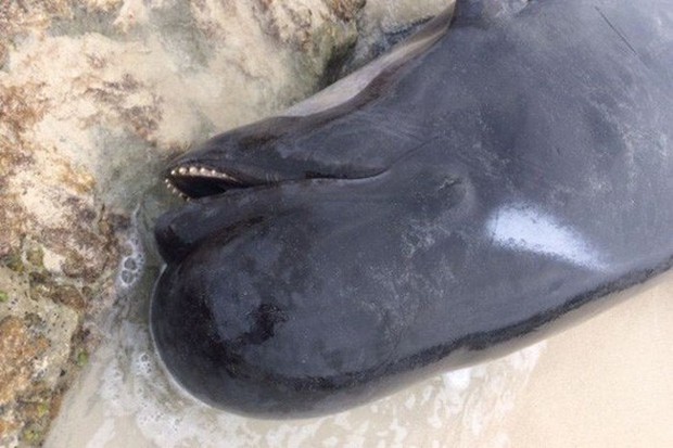 Úc: Hơn 100 con cá voi mắc cạn, phơi xác trên bãi biển - Ảnh 8.
