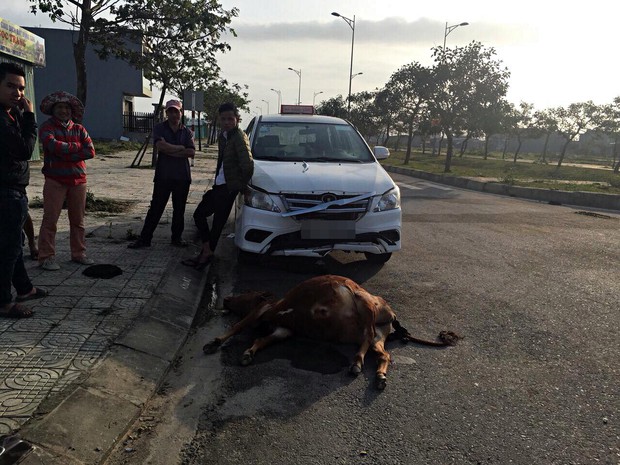 Đàn bò ngủ giữa đường phố Đà Nẵng, một con giật mình đâm đầu vào taxi chết - Ảnh 1.