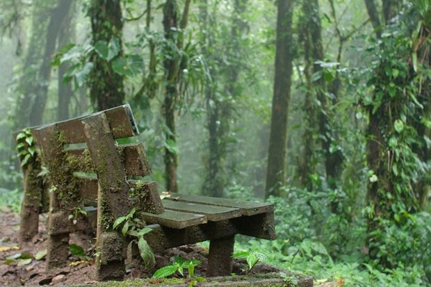 Khám phá những khu rừng bí ẩn nhất thế giới - Ảnh 11.