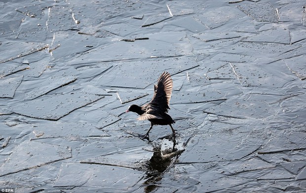 Châu Âu giá rét khủng khiếp, chim bói cá chết cứng khi xuống nước săn mồi - Ảnh 4.