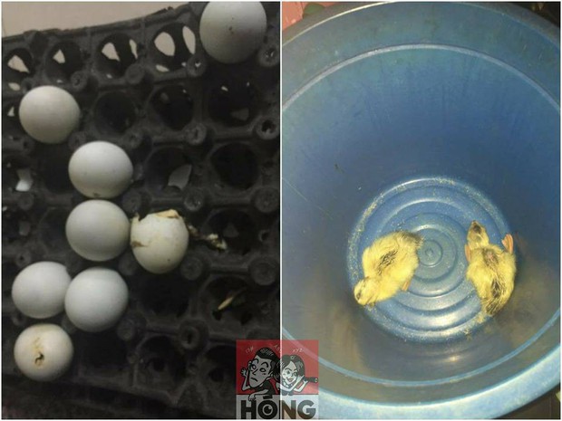 Hàng loạt cư dân mạng mua trứng vịt lộn về ăn rồi tự dưng có thêm vài con boss - Ảnh 2.
