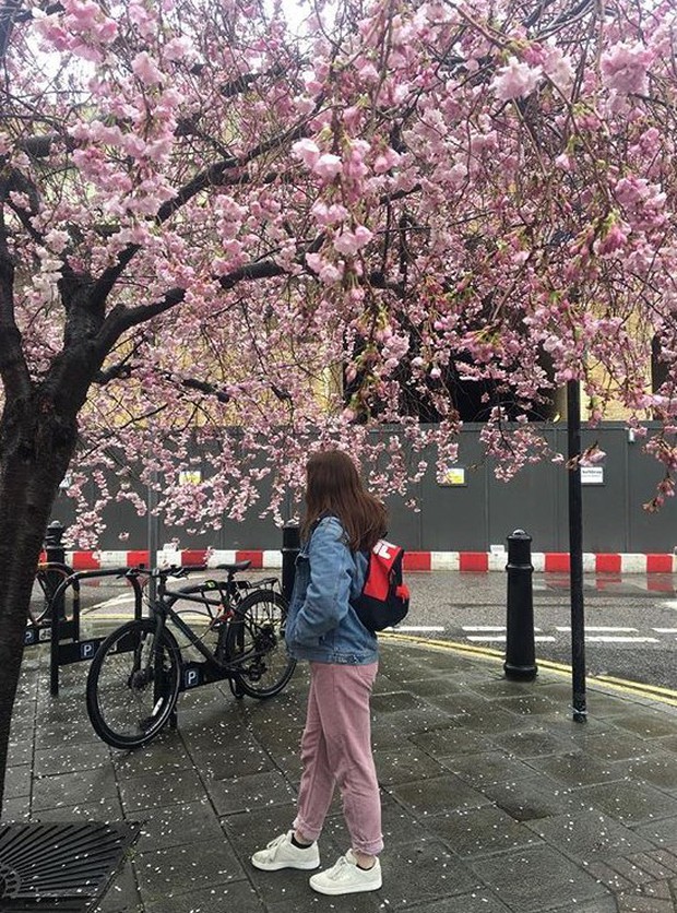 Lướt Instagram từ Âu đến Á là biết mùa hoa anh đào tuyệt đẹp đã thực sự đến rồi! - Ảnh 29.