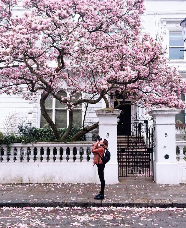 Lướt Instagram từ Âu đến Á là biết mùa hoa anh đào tuyệt đẹp đã thực sự đến rồi! - Ảnh 28.
