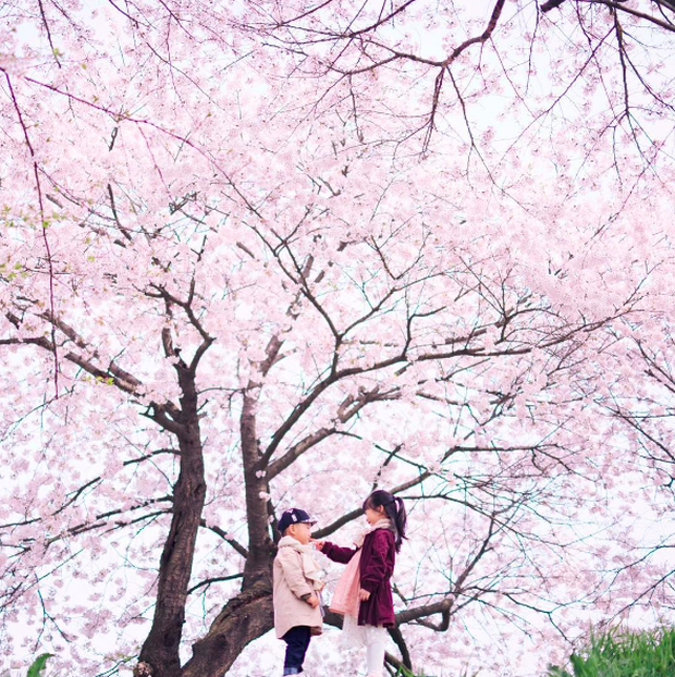 Lướt Instagram từ Âu đến Á là biết mùa hoa anh đào tuyệt đẹp đã thực sự đến rồi! - Ảnh 19.