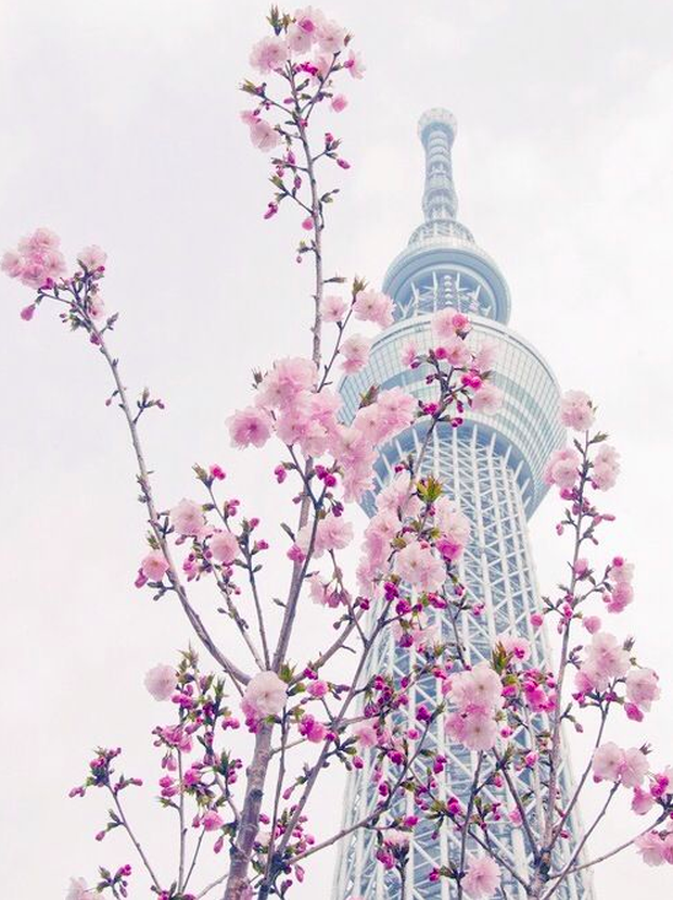 Lướt Instagram từ Âu đến Á là biết mùa hoa anh đào tuyệt đẹp đã thực sự đến rồi! - Ảnh 20.