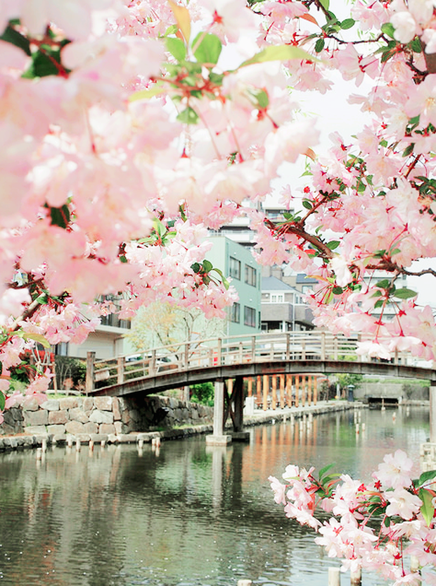 Lướt Instagram từ Âu đến Á là biết mùa hoa anh đào tuyệt đẹp đã thực sự đến rồi! - Ảnh 21.