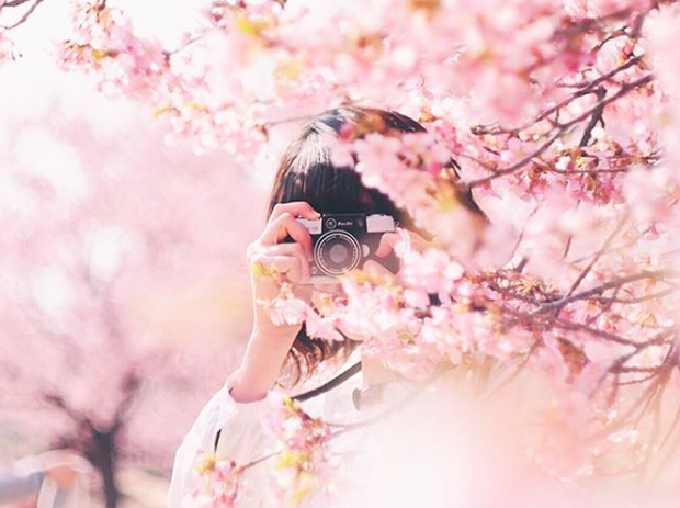 Lướt Instagram từ Âu đến Á là biết mùa hoa anh đào tuyệt đẹp đã thực sự đến rồi! - Ảnh 7.