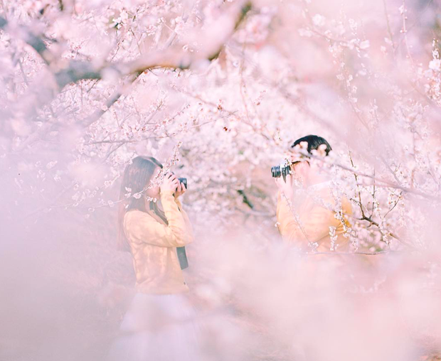 Lướt Instagram từ Âu đến Á là biết mùa hoa anh đào tuyệt đẹp đã thực sự đến rồi! - Ảnh 17.