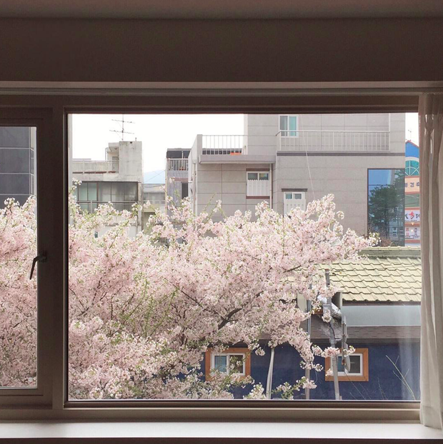 Lướt Instagram từ Âu đến Á là biết mùa hoa anh đào tuyệt đẹp đã thực sự đến rồi! - Ảnh 23.