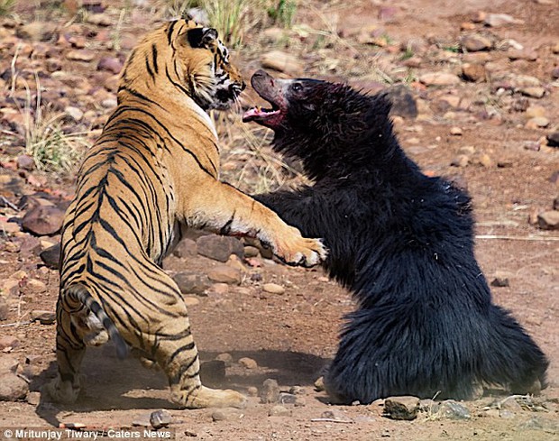 Kịch chiến hiếm thấy giữa gấu mẹ và hổ đực, kết quả khiến người ta rùng mình - Ảnh 1.