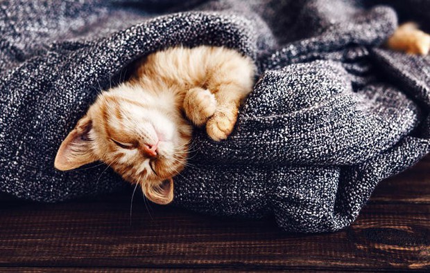 Đan Mạch là quốc gia hạnh phúc nhất thế giới và mọi chuyện đều có lý do - Ảnh 3.