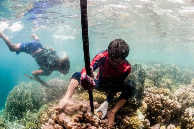 Điều gì đã khiến tộc người cá tại Indonesia có thể lặn sâu tới 70m và nhịn thở 13 phút dưới nước? - Ảnh 2.