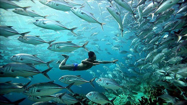 Điều gì đã khiến tộc người cá tại Indonesia có thể lặn sâu tới 70m và nhịn thở 13 phút dưới nước? - Ảnh 1.