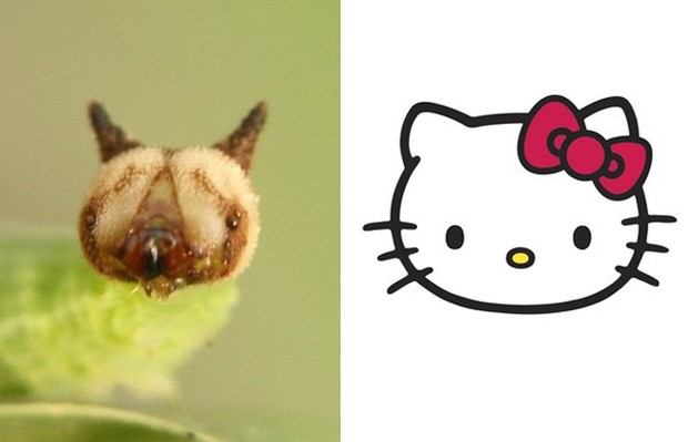 Tin được không, loài sâu này có khuôn mặt... chú mèo Hello Kitty - Ảnh 2.