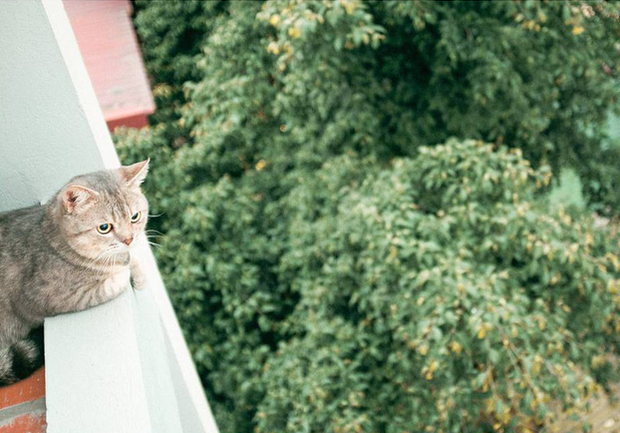 Chú mèo tên Bư nổi tiếng trên MXH bất ngờ qua đời khiến cư dân mạng tiếc nuối - Ảnh 14.