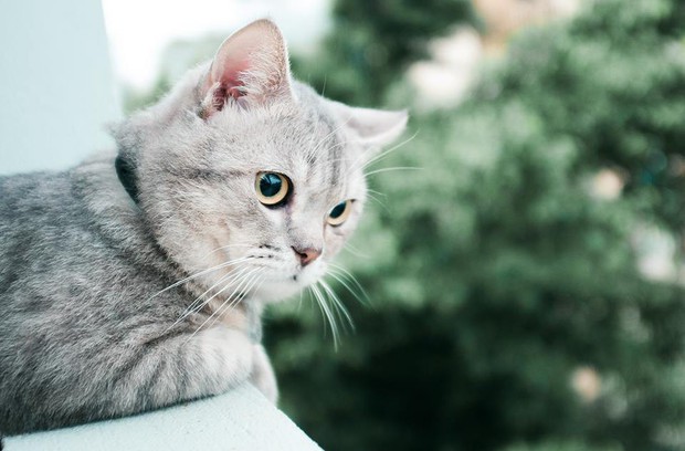 Chú mèo tên Bư nổi tiếng trên MXH bất ngờ qua đời khiến cư dân mạng tiếc nuối - Ảnh 11.