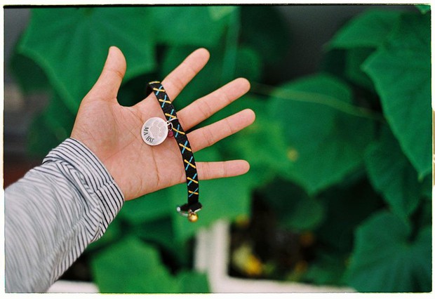 Chú mèo tên Bư nổi tiếng trên MXH bất ngờ qua đời khiến cư dân mạng tiếc nuối - Ảnh 9.