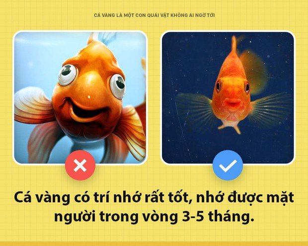 Chào các ông! Tôi là cá vàng và cũng là con quái vật khủng khiếp nhất mà các ông không ai ngờ tới - Ảnh 2.