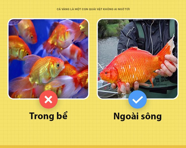 Chào các ông! Tôi là cá vàng và cũng là con quái vật khủng khiếp nhất mà các ông không ai ngờ tới - Ảnh 4.