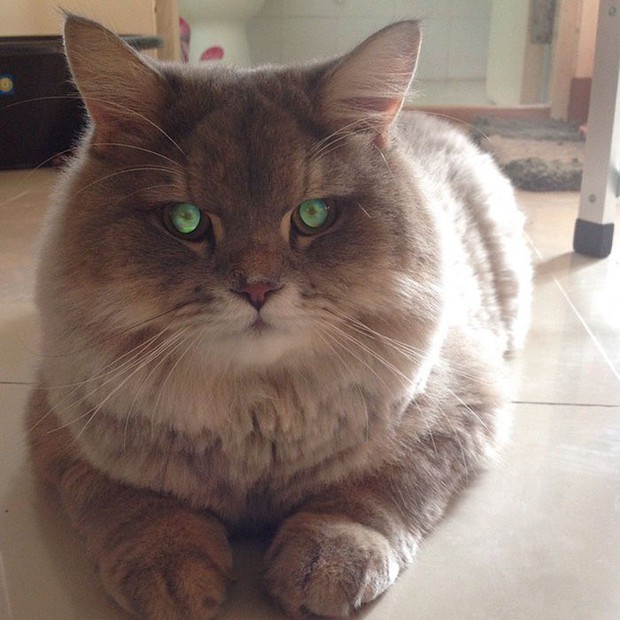 Diện kiến boss mèo lông xù nổi tiếng nhất Thái Lan, đến đâu cũng được mọi người xin bế - Ảnh 2.