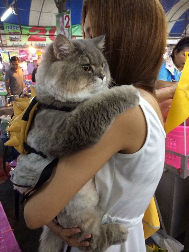 Diện kiến boss mèo lông xù nổi tiếng nhất Thái Lan, đến đâu cũng được mọi người xin bế - Ảnh 1.