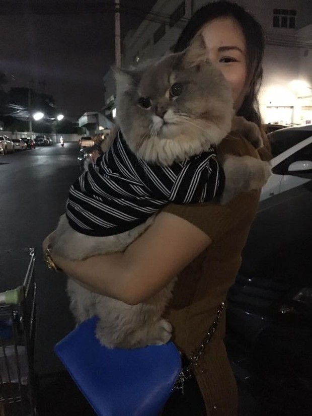Diện kiến boss mèo lông xù nổi tiếng nhất Thái Lan, đến đâu cũng được mọi người xin bế - Ảnh 10.