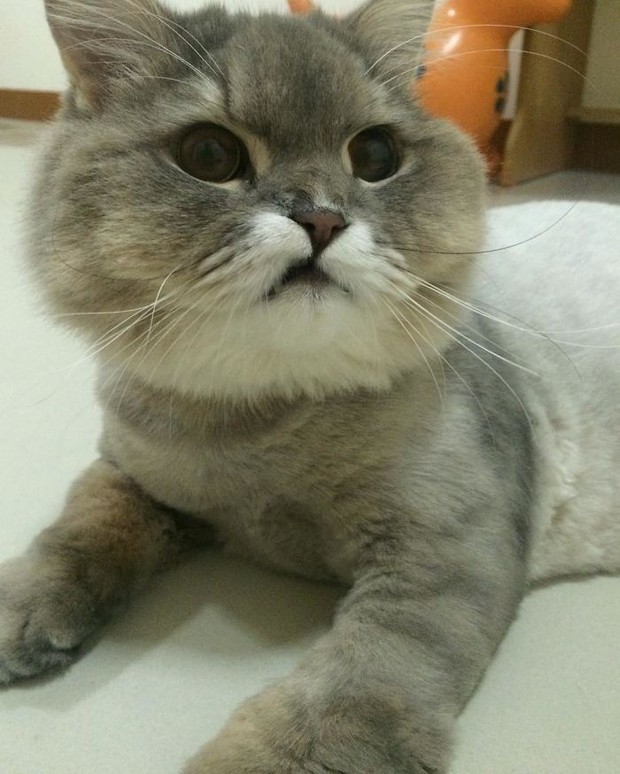 Diện kiến boss mèo lông xù nổi tiếng nhất Thái Lan, đến đâu cũng được mọi người xin bế - Ảnh 11.