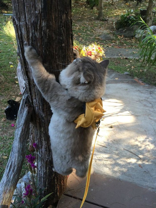 Diện kiến boss mèo lông xù nổi tiếng nhất Thái Lan, đến đâu cũng được mọi người xin bế - Ảnh 4.