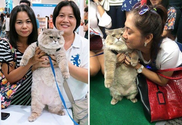Diện kiến boss mèo lông xù nổi tiếng nhất Thái Lan, đến đâu cũng được mọi người xin bế - Ảnh 6.