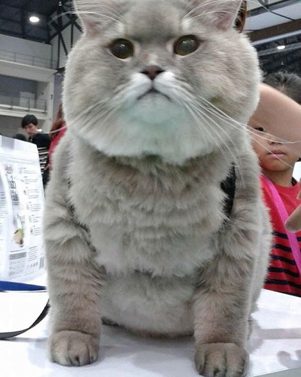 Diện kiến boss mèo lông xù nổi tiếng nhất Thái Lan, đến đâu cũng được mọi người xin bế - Ảnh 7.