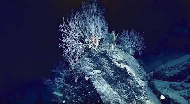 Phát hiện khu rừng san hô bí ẩn hơn 1000 tuổi, sâu 2.300m dưới đáy biển - Ảnh 1.