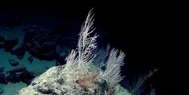 Phát hiện khu rừng san hô bí ẩn hơn 1000 tuổi, sâu 2.300m dưới đáy biển - Ảnh 2.