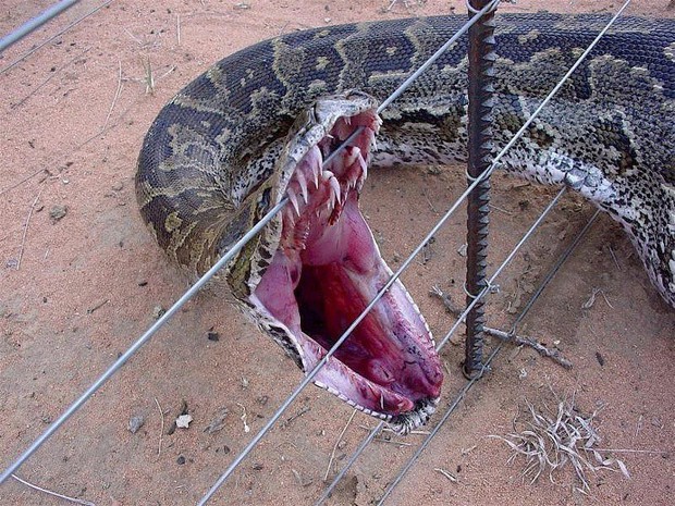 Trông thì nhỏ con vậy mà rắn lại sở hữu 1 thứ có thể nuốt mồi khủng ngon lành - Ảnh 2.