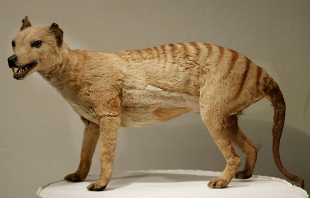 Loài hổ vằn có túi đã tuyệt chủng gần 100 năm trước phải chăng sắp được hồi sinh? - Ảnh 1.
