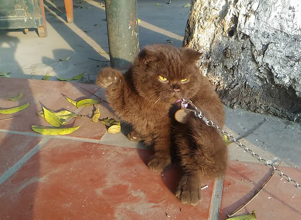 Tạm quên chú mèo tên Chó đi, ở Hải Phòng còn có cả mèo bảo kê đang nổi như cồn trên MXH đây này - Ảnh 2.
