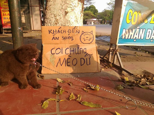 Tạm quên chú mèo tên Chó đi, ở Hải Phòng còn có cả mèo bảo kê đang nổi như cồn trên MXH đây này - Ảnh 3.