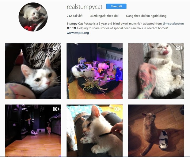 Chú mèo mù và dị tật xương trở thành ngôi sao mới nổi trên Instagram vì quá đáng yêu - Ảnh 5.