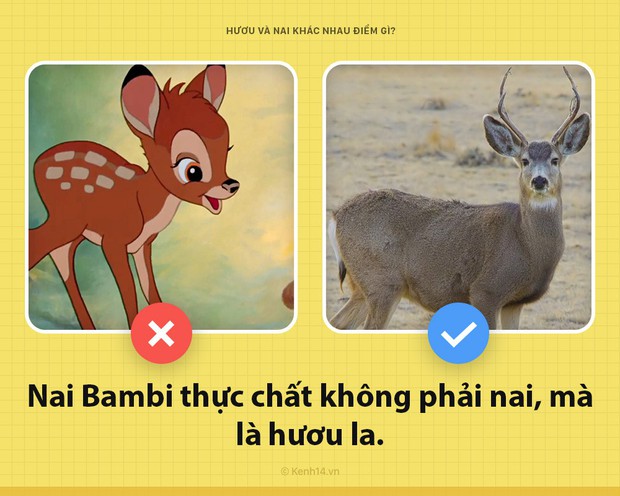 Câu hỏi đau đầu nhất trong ngày: Hươu với nai khác nhau chỗ nào? Hóa ra tất cả chúng ta đã nhầm về nai Bambi - Ảnh 4.