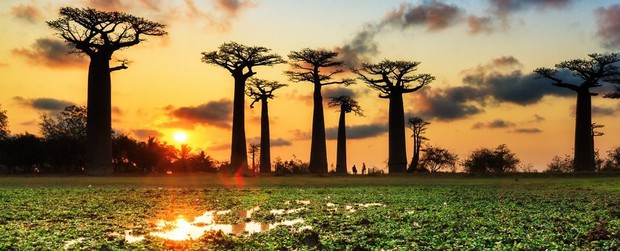 Loài cây đời biểu tượng ngàn năm của châu Phi đang chết hàng loạt mà không ai biết vì sao - Ảnh 3.