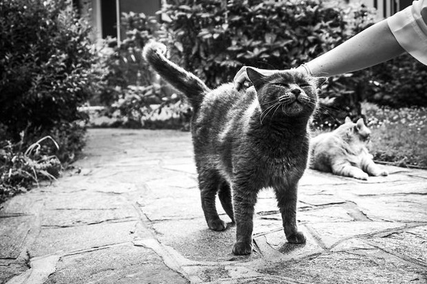Bộ ảnh Catisfaction chụp lại khoảnh khắc hạnh phúc của những chú mèo - Ảnh 1.