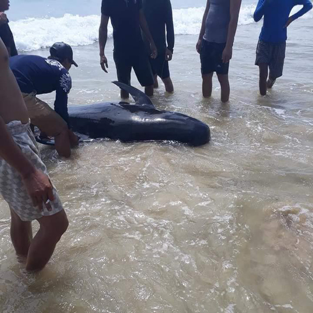 Quảng Ngãi: Cá ông nặng 400kg dài hơn 3m luỵ bờ được các ngư dân chăm sóc nhưng không qua khỏi - Ảnh 3.