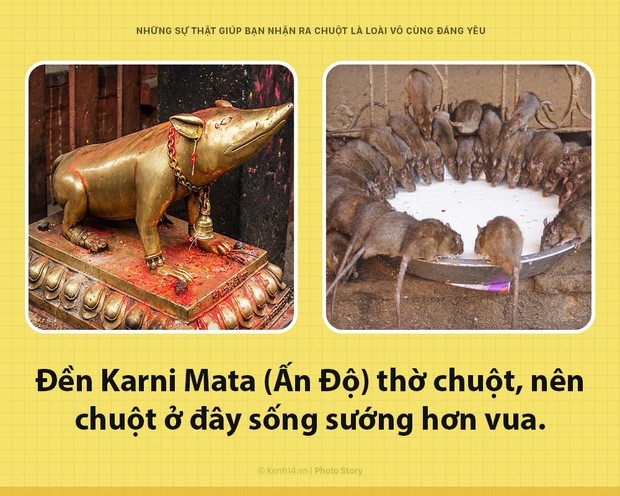 Alo! Là tôi, chuột đây! Và hy vọng nhờ câu chuyện này mà các ông sẽ thấy tôi đáng yêu hơn - Ảnh 4.