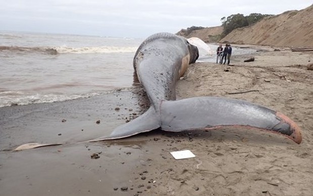 Cá voi dạt lên bờ biển Thái Lan chết vì nuốt phải nhiều túi nylon - Ảnh 1.