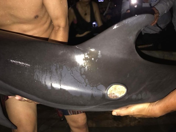 Chú cá heo khóc vì bị thương nặng và dạt vào bờ biển Đà Nẵng, nhóm bạn trẻ thức trắng đêm tìm cách giải cứu - Ảnh 4.